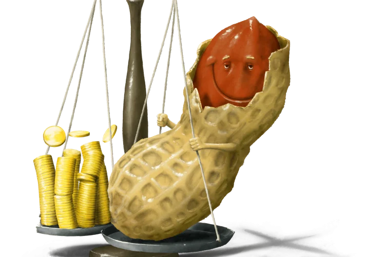 La cacahuète des Gumlos, illustration de l'article sur cette graine