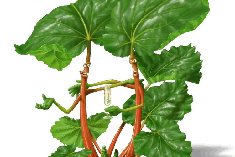 La rhubarbe une illustrée